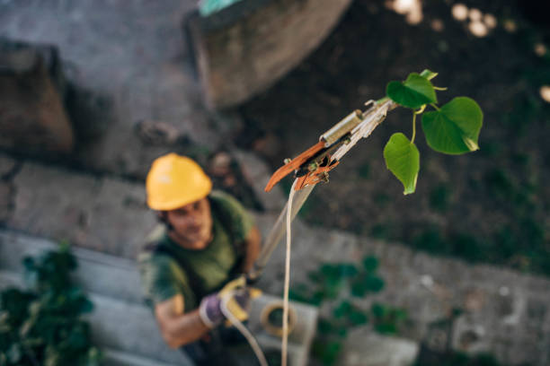 How Our Tree Care Process Works  in Pen Argyl, PA